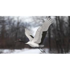 3D Red-crowned Crane